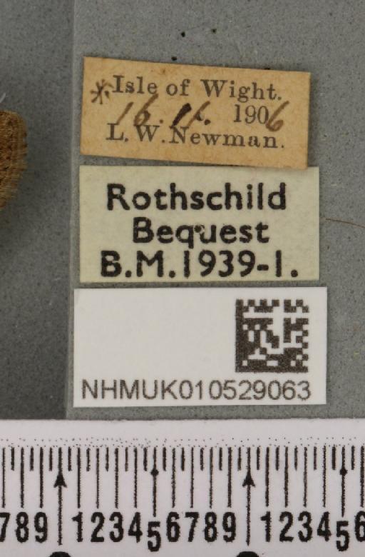 Spodoptera exigua ab. variegata Dannehl, 1929 - NHMUK_010529063_label_583003