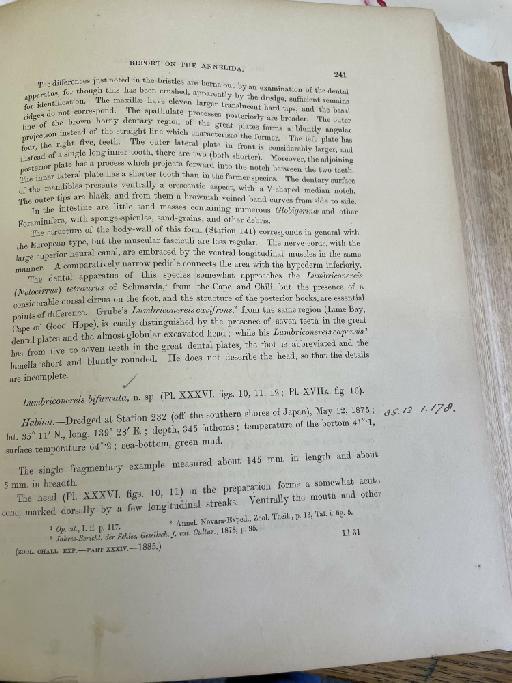 Nereis melanocephala McIntosh,  1885 - Challenger Polychaete Scans of Book 136