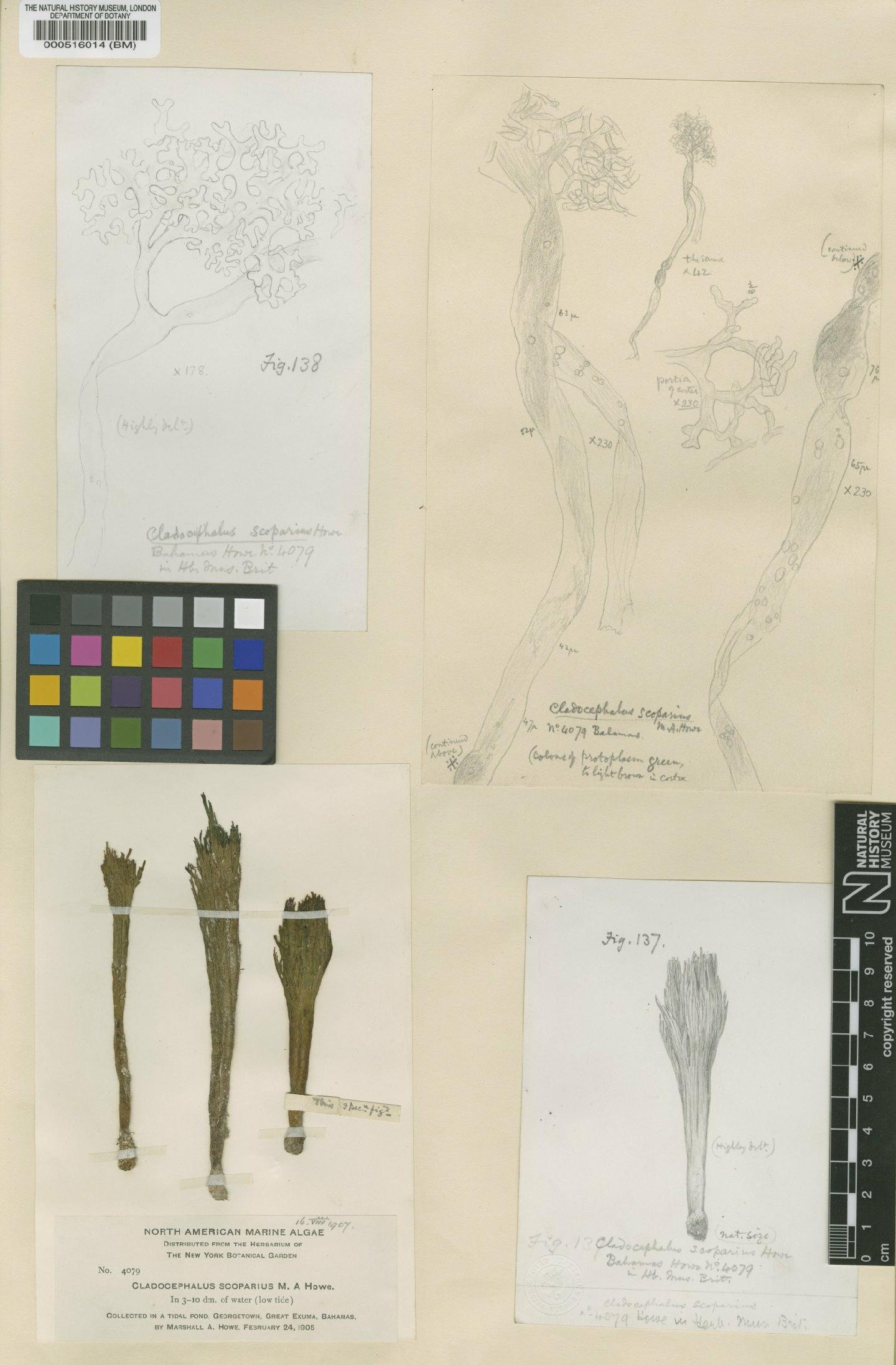 To NHMUK collection (Cladocephalus scoparius (M.Howe) M.Howe; Type; NHMUK:ecatalogue:4830083)