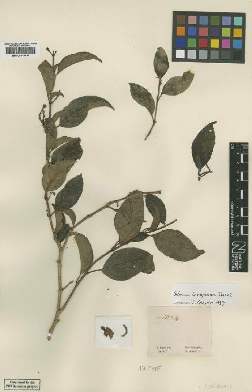 Solanum lasiopodium Dunal - BM000815945