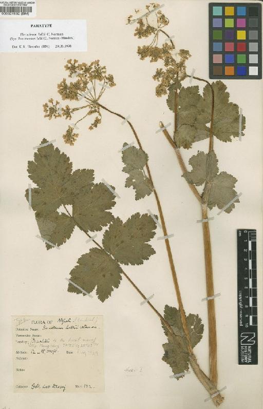 Heracleum lallii Norman - BM000521532