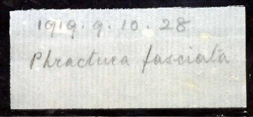 Phractura fasciata Boulenger, 1920 - 1919.9.10.284-5; Phractura fasciata; image of jar label; ACSI project image