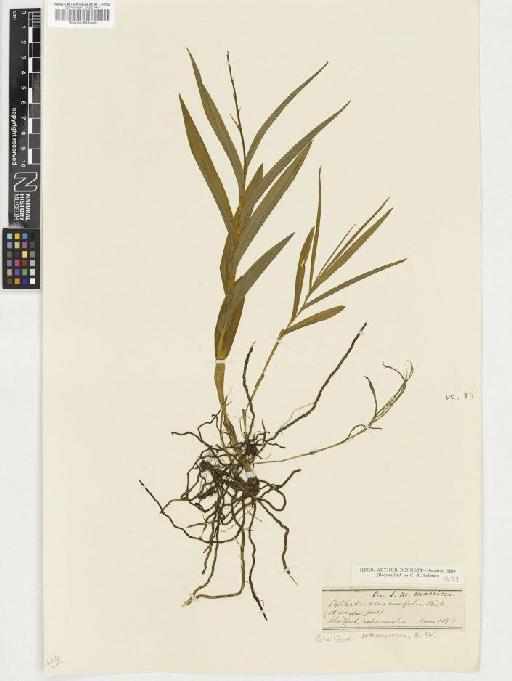 Cephalanthera longifolia (L.) Fritsch - BM000955099