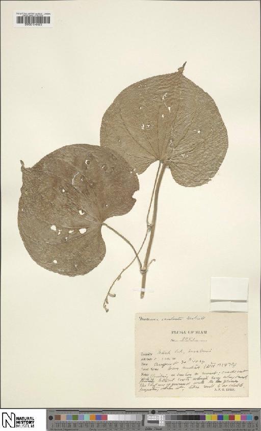 Dioscorea esculenta (Lour.) Burkill - BM001049626