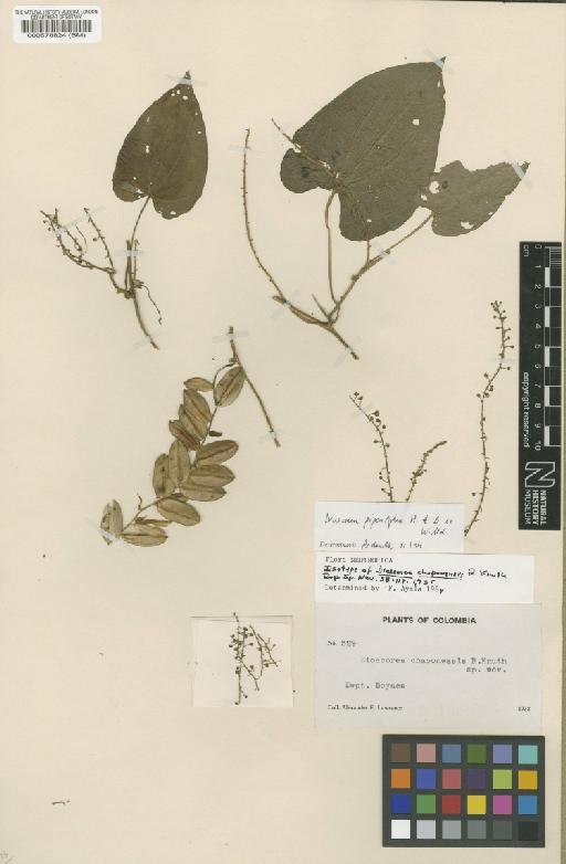 Dioscorea chaponensis R.Knuth - BM000578824