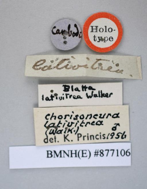 Blatta lativitrea Walker, 1868 - Blatta lativitrea Walker, F, 1868, male, holotype, labels. Photographer: Aging Wang. BMNH(E)#877106