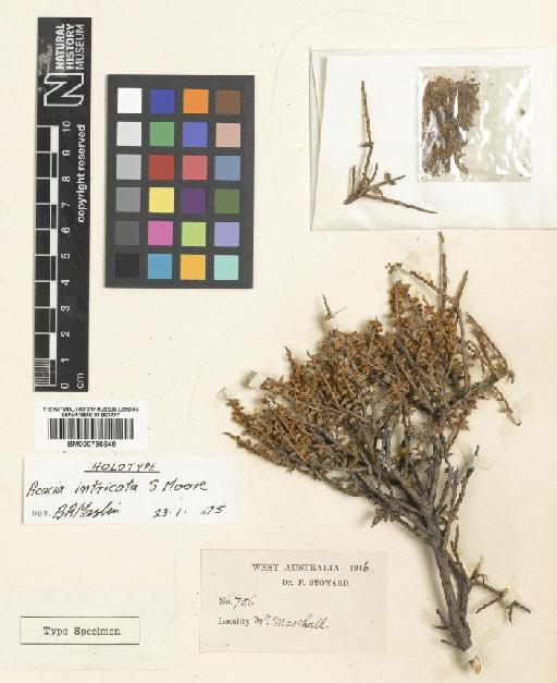 Acacia intricata S.Moore - BM000796649