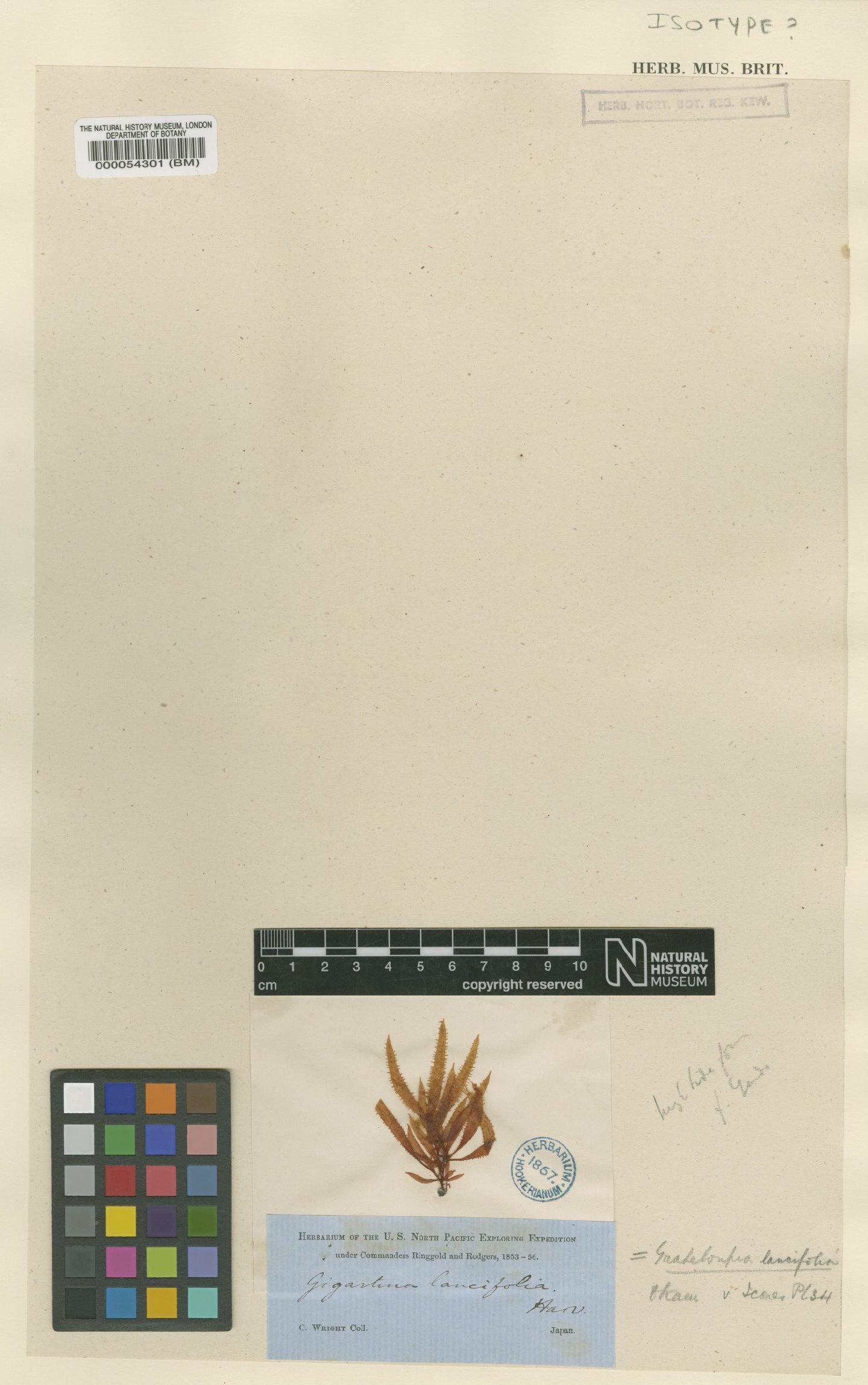 To NHMUK collection (Sinkoraena okamurae (Yamada) H.B.Lee, J.A.Lewis, Kraft & I.K.Lee; Isotype; NHMUK:ecatalogue:2390611)