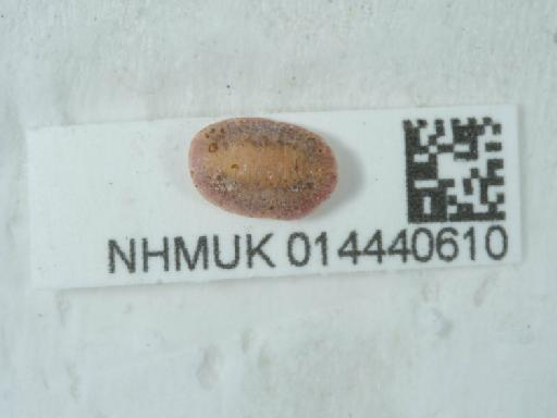 Chloropulvinaria floccifera (Westwood, 1870) - 014440610_2