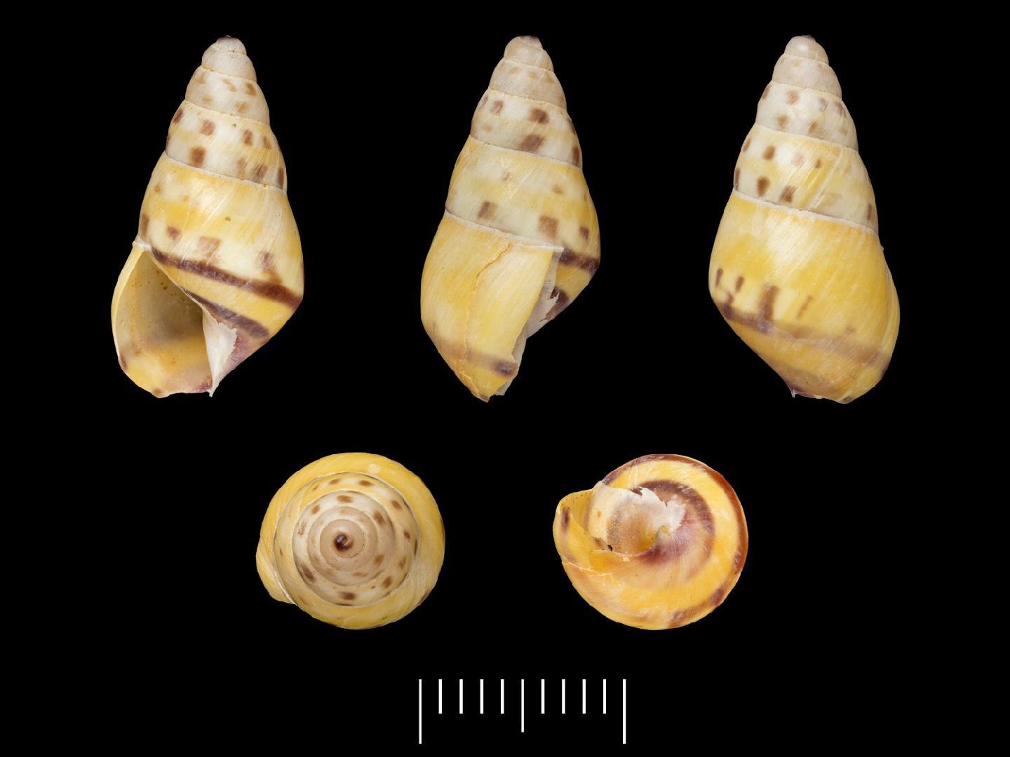 To NHMUK collection (Amphidromus frednaggsi Thach & Huber, 2018; HOLOTYPE; NHMUK:ecatalogue:8612233)