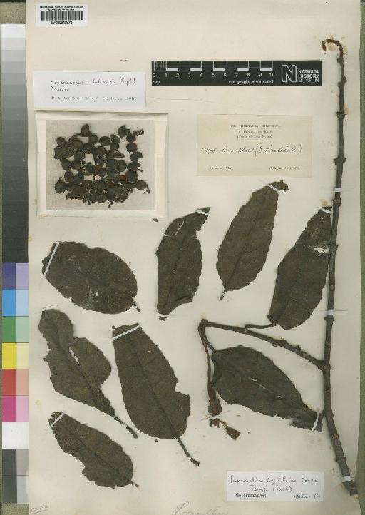 Agelanthus uhehensis (Engl.) Polhill & Wiens - BM000910874