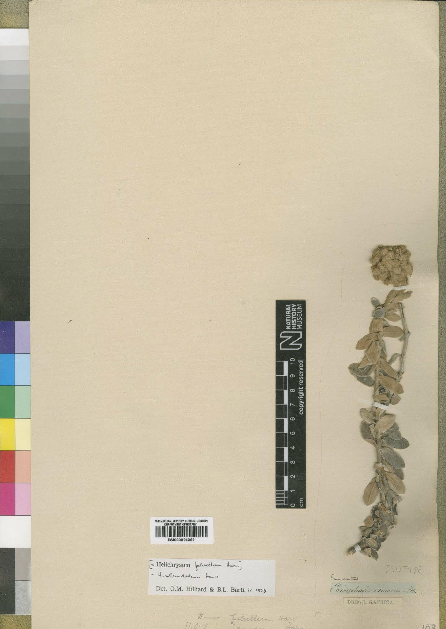 To NHMUK collection (Helichrysum rotundatum Harv.; Isotype; NHMUK:ecatalogue:4529097)