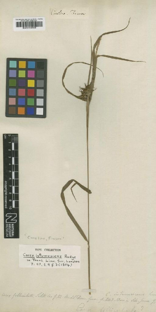 Carex intumescens Rudge - BM001042059