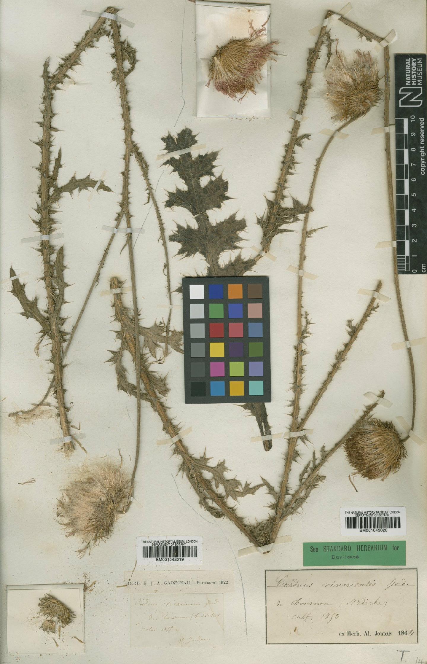 To NHMUK collection (Carduus vivariensis subsp. vivariensis Jord.; Type; NHMUK:ecatalogue:1958006)