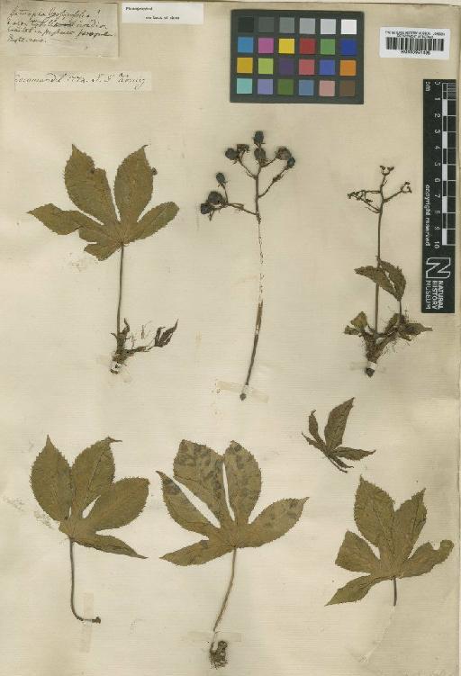 Jatropha gossypiifolia L. - BM000951495