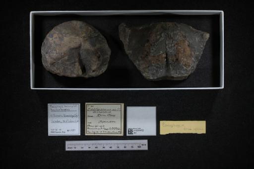 Ichthyosaurus trigonus Owen, 1840 - 010020932_L010040313
