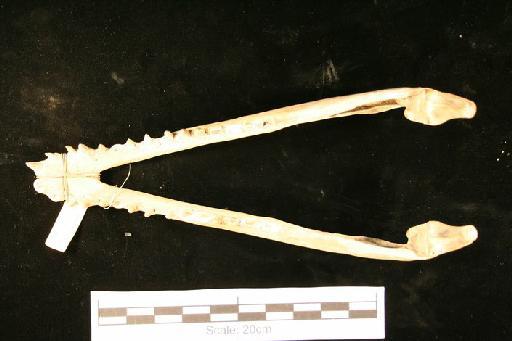 Crocodylus porosus - C_porosus_1929.2.22.5(mand1)
