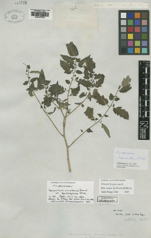 Solanum lycopersicum L. - BM000777827