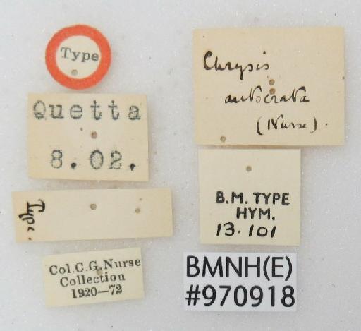 Chrysis autocrata Nurse, 1903 - Chrysis_autocrata-BMNH(E)#970918_type-labels
