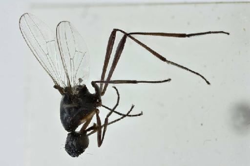 Paratoxopoda glabra Ozerov & Ozerov, 1993 - Paratoxopoda_glabra-BMNHE1239029-holotype_male-habitus_lateral