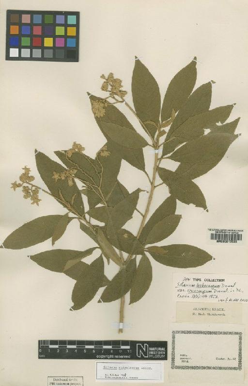 Solanum stipulaceum Willd. - BM000617830
