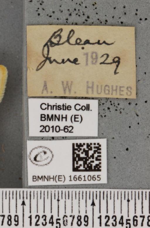 Cybosia mesomella (Linnaeus, 1758) - BMNHE_1661065_label_284748