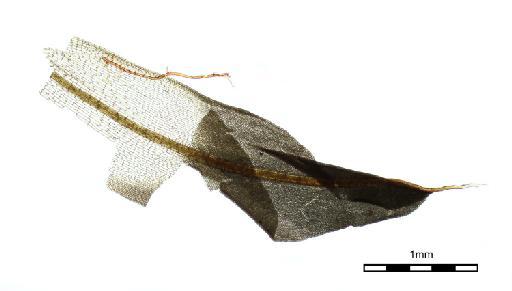 Syntrichia sinensis (Müll.Hal.) Ochyra - Barbula alpina_BM000575992wholeleaf4.jpg