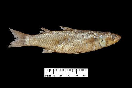 Mugil smithii Günther, 1861 - BMNH 1859.5.7.56, Mugil macrolepis, HOLOTYPE RHS