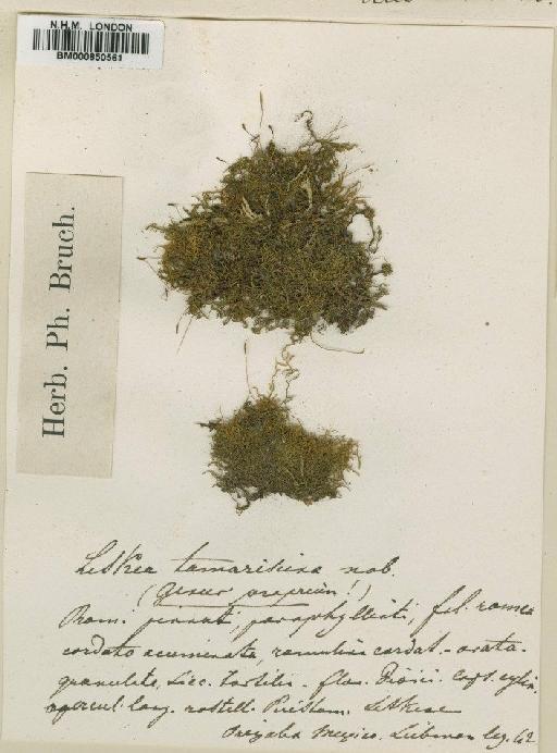 Thuidium orthocarpum Besch. - BM000850561