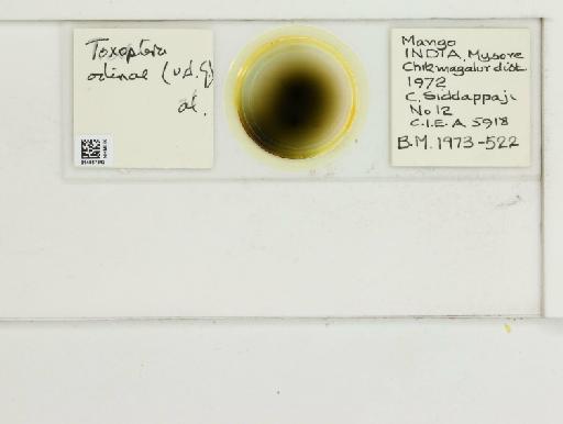 Toxoptera odinae van der Goot, 1917 - 014867342_112482_1096458_157866_NoStatus