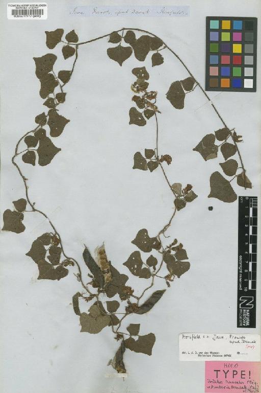 Dunbaria truncata (Miq.) Maesen - BM000571177