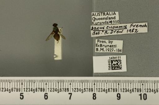 Bactrocera (Austrodacus) cucumis (French, 1907) - BMNHE_1434111_28391