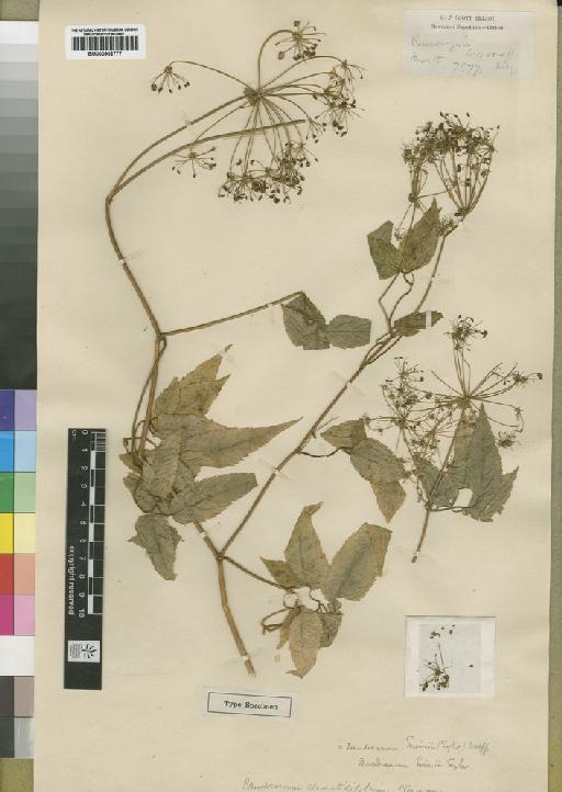 Pseudocarum clematidifolium Norman - BM000902777