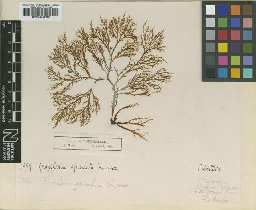 Gracilaria apiculata P.Crouan & H.Crouan - BM000936190