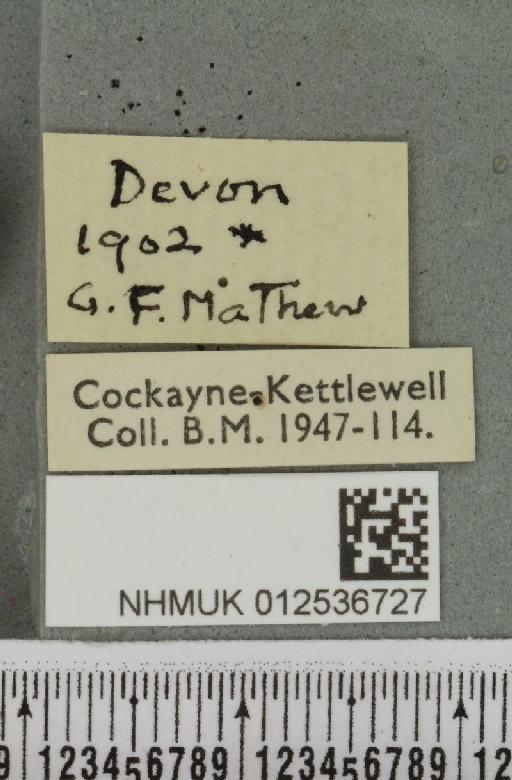 Polymixis lichenea ab. ochracea Siviter Smith, 1942 - NHMUK_012536727_label_645946