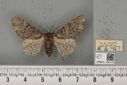 Biston betularia (Linnaeus, 1758) - BMNHE_1840279_413269