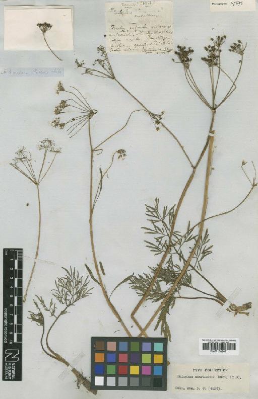 Perideridia americana (Nutt.) Rchb. ex Steud. - BM001042871