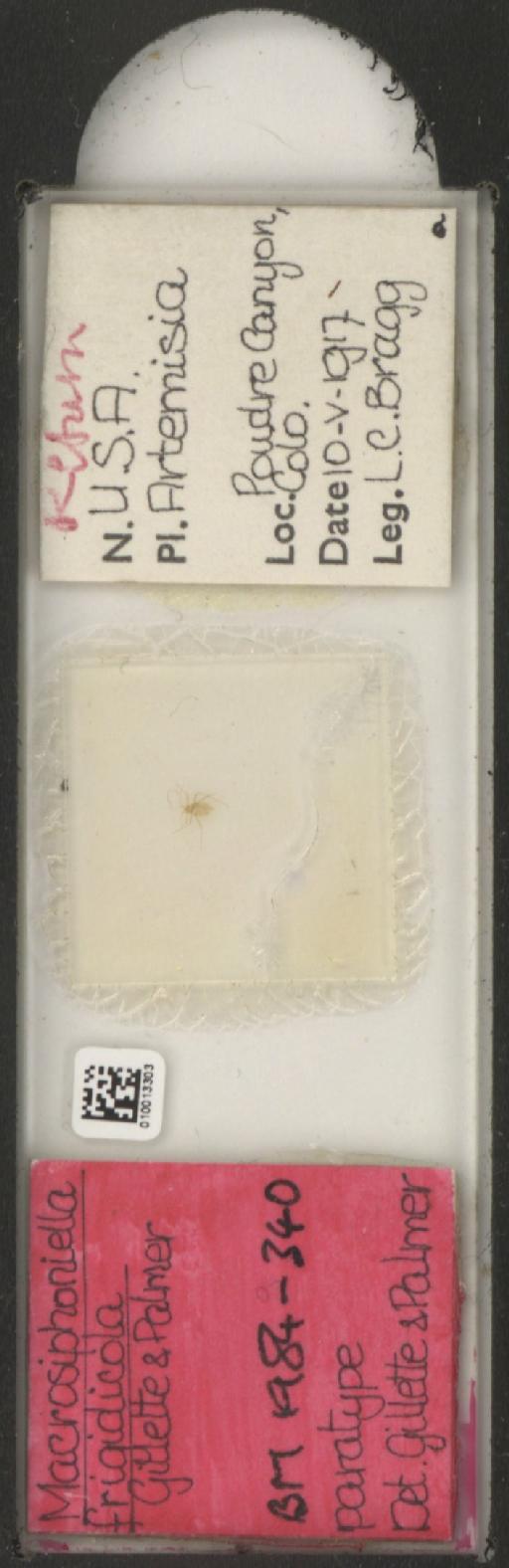 Macrosiphoniella frigidicola Gillette & Palmer, 1928 - 010013303_112660_1094722
