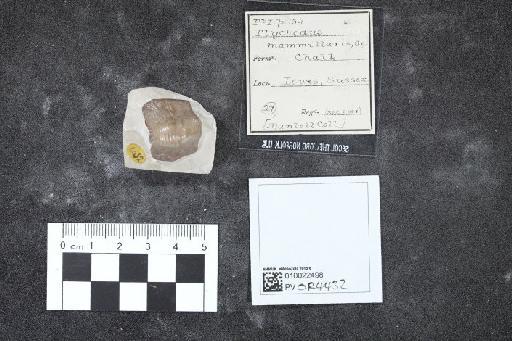 Ptychodus mammillaris infraphylum Gnathostomata Agassiz, 1843 - 010022498_L010040540