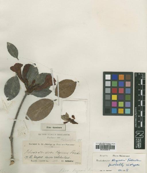 Rhododendron keysseri G.Forst. - BM000996710