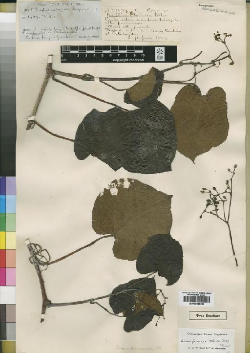 Cissus farinosa (Welw. ex Baker) Planch. - BM000838269