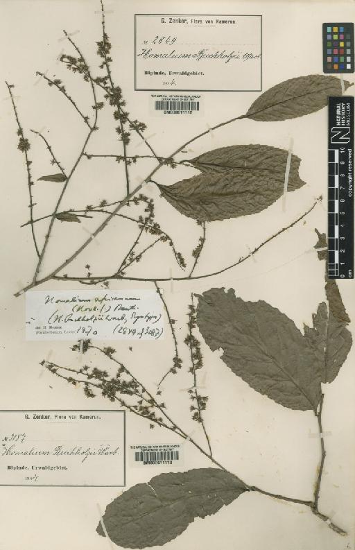 Homalium africanum (Hook.f.) Benth. - BM000611113