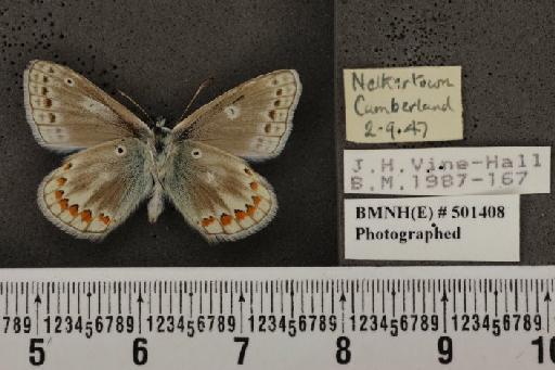 Polyommatus icarus icarus ab. antico-obsoleta Tutt, 1910 - BMNHE_501408_149270