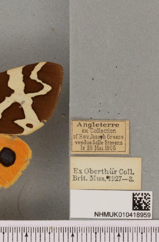 Arctia caja (Linnaeus, 1758) - NHMUK_010418959_label_531766