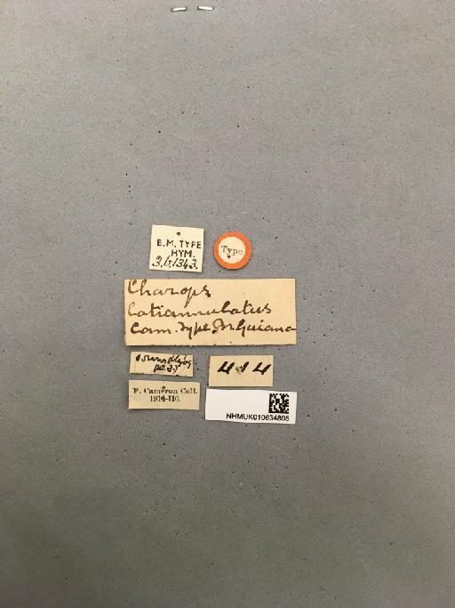 Microcharops latiannulatus (Cameron, P., 1911) - 010634895_Microcharops_latiannulatus_labels