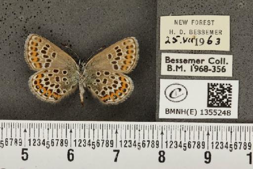 Plebejus argus argus ab. magnipuncta Tutt, 1909 - BMNHE_1355248_153127