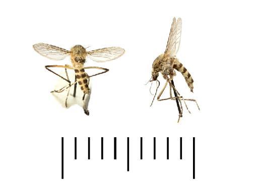 Aedes (Ochlerotatus) caballus (Theobald, 1912) - 23