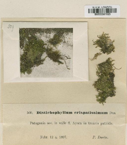 Distichophyllum rotundifolium (Hook.f. & Wilson) Müll.Hal. & Broth. - BM000961823