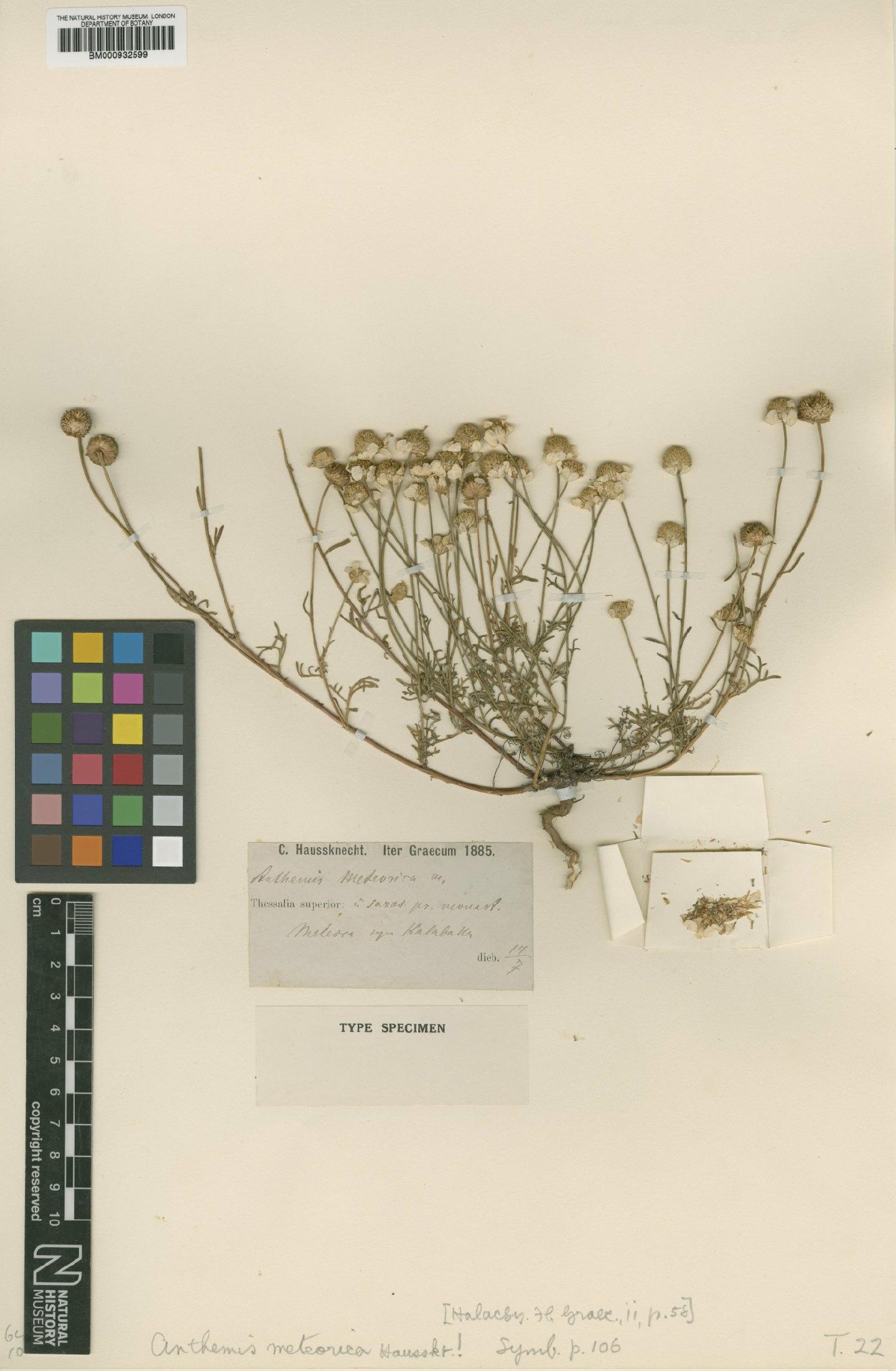To NHMUK collection (Anthemis cretica subsp. cretica L.; Type; NHMUK:ecatalogue:4869432)