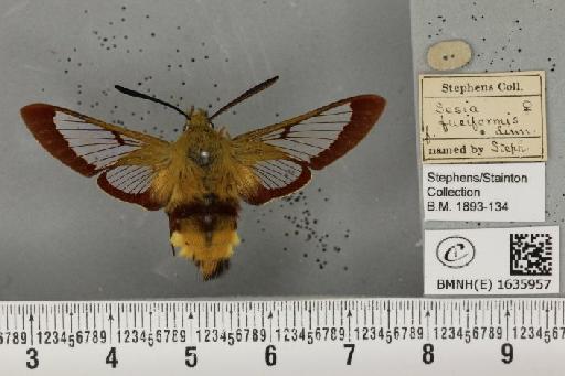 Hemaris fuciformis (Linnaeus, 1758) - BMNHE_1635957_205629